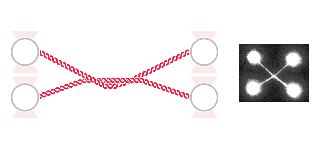 Intercalated DNA