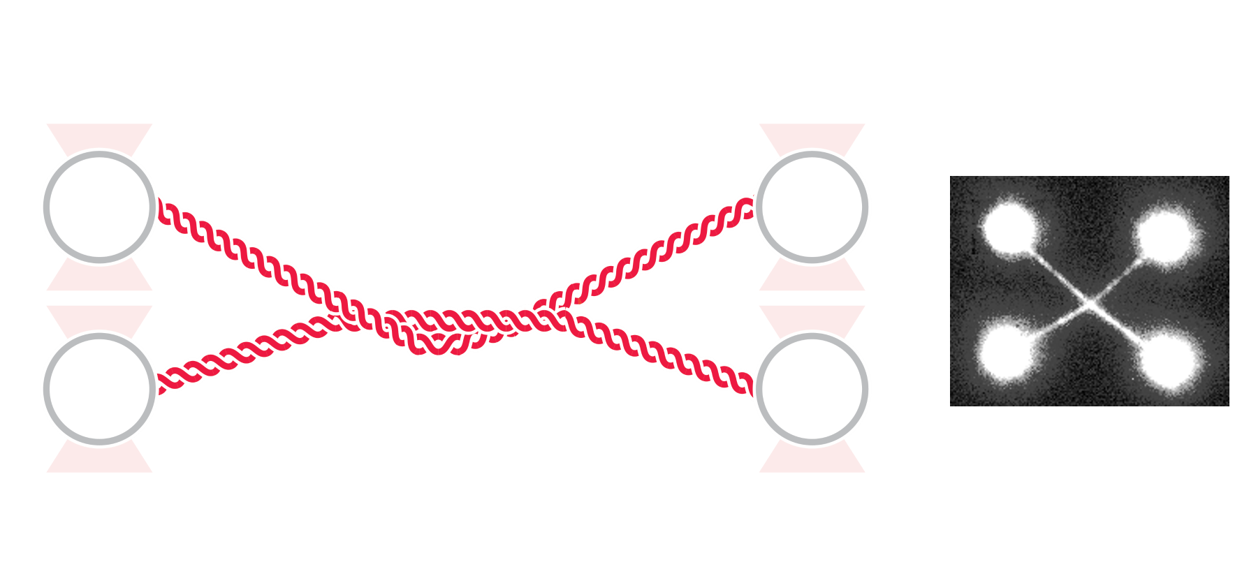 Intercalated DNA