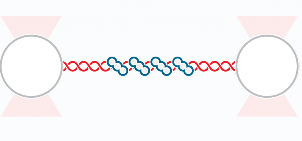 optical tweezers dna repair force extension manipulation visualization RAD51 Recombination