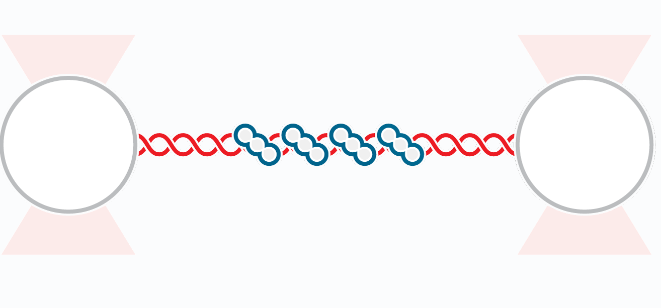 optical tweezers dna repair force extension manipulation visualization RAD51 Recombination