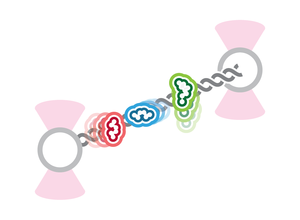 DNA-binding protein assay of e.g. transcription factor binding force and time by C-trap dual trap optical tweezers system