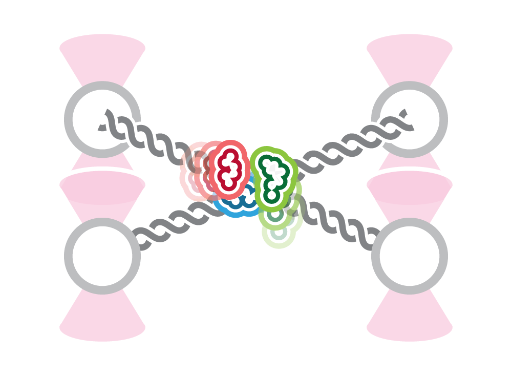 C-trap Q trap showcasing multiple DNA strands binding to proteins such as transcription factors by optical tweezers system