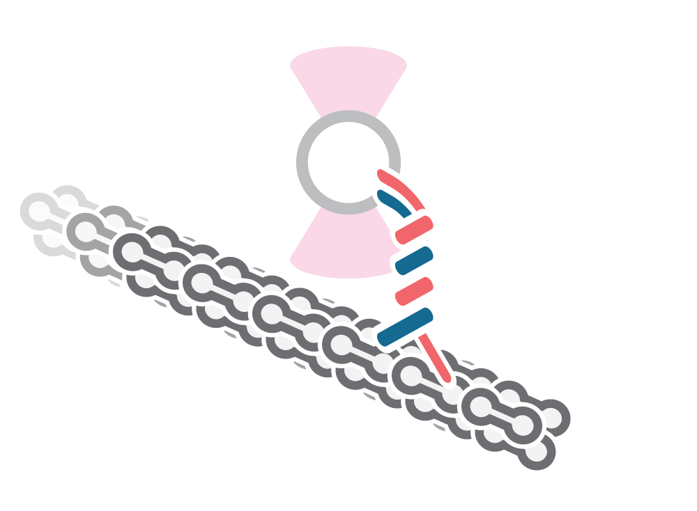 C-trap Single trap measurement of DNA-protein binding visualized, optical tweezers system.