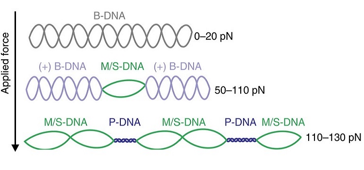 optical-tweezers-fluorescence-microscopy-Nature-Communications