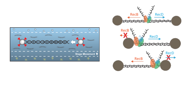 strand-displacement polymerization investigated with u-Flux microfluidics microfluidics laminar flow cell