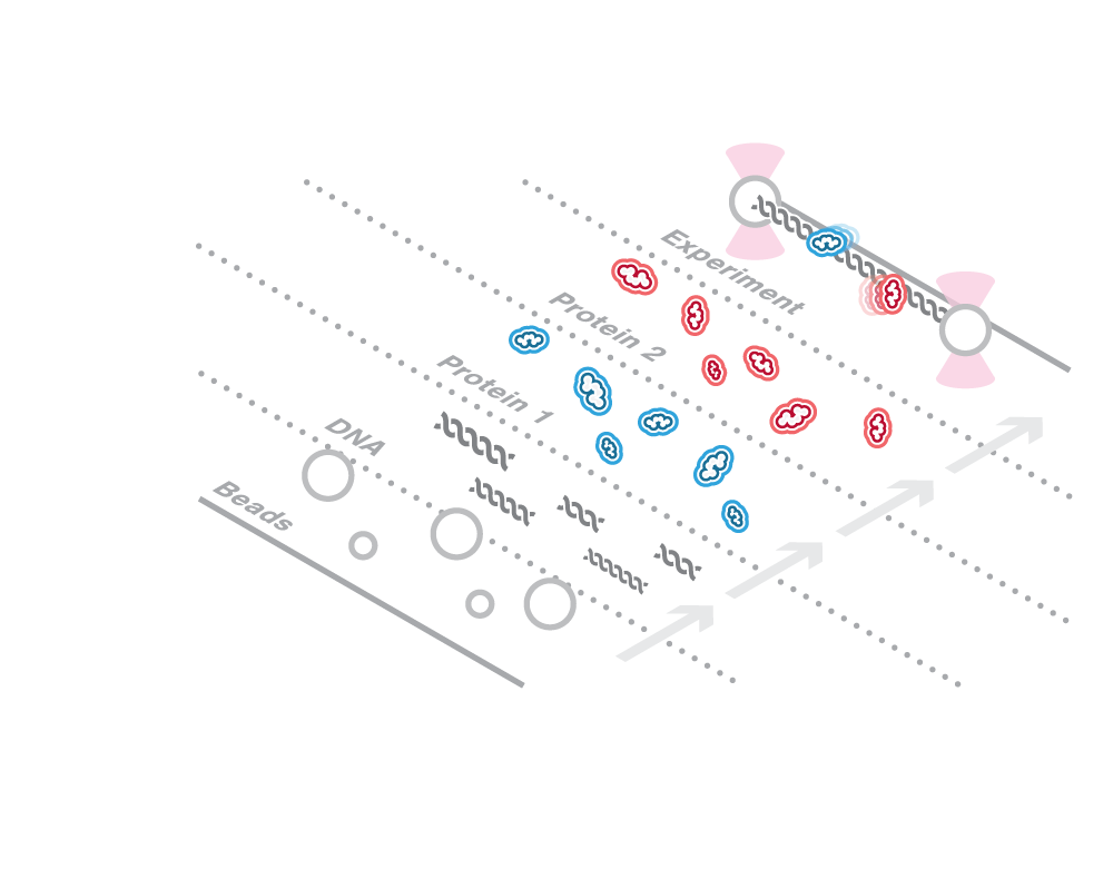 Dynamic Single Molecule Workflow showcasing the buildup of an assay wherein beads captured by laser capture a string of DNA to which proteins bind, after which protein-to-DNA binding is measured by changes in force communicated through the laser.