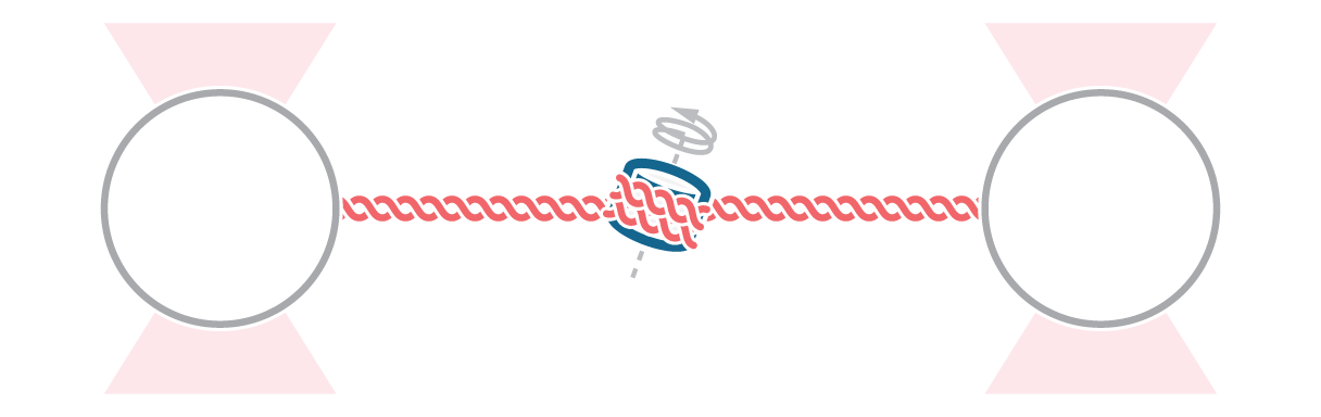 C-Trap DNA Organization