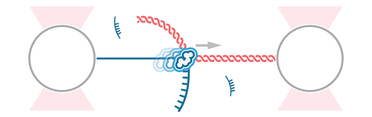 C-Trap Transcription