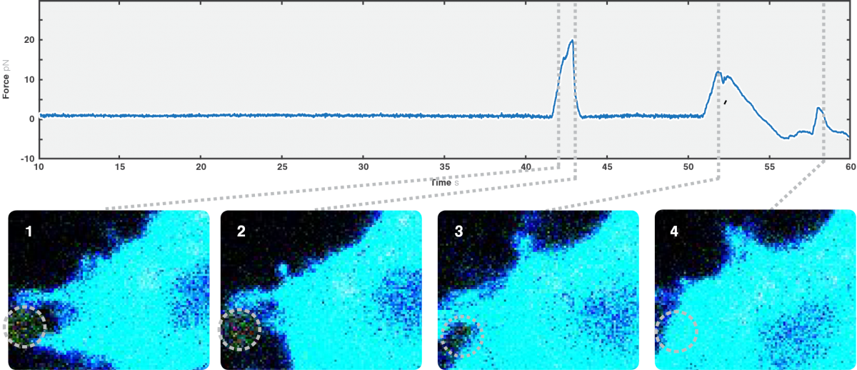 Filopodia formation_C Trap_optical tweezers fluorescence microscopy correlated data