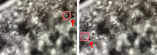 In vivo droplet manipulation_C Trap_optical tweezers fluorescence microscopy measurements