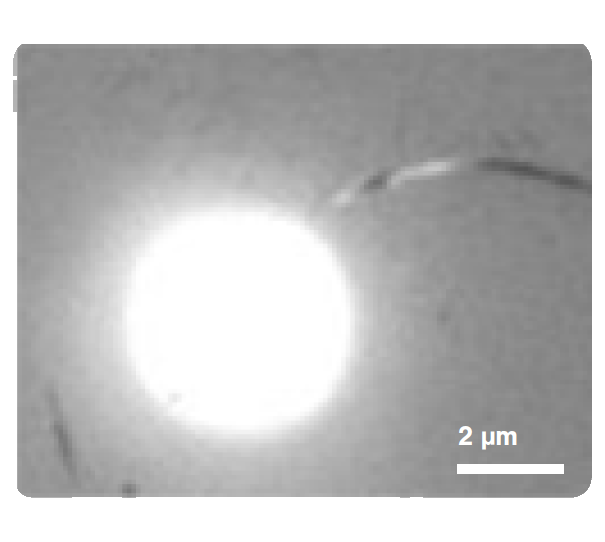 Microtubule with bead visualized using label free IRM