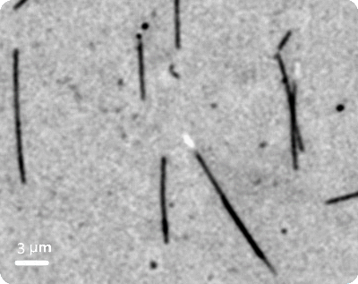 Microtubules imaged using Label free IRM_website