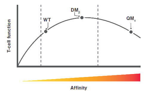 TCR graph affinity
