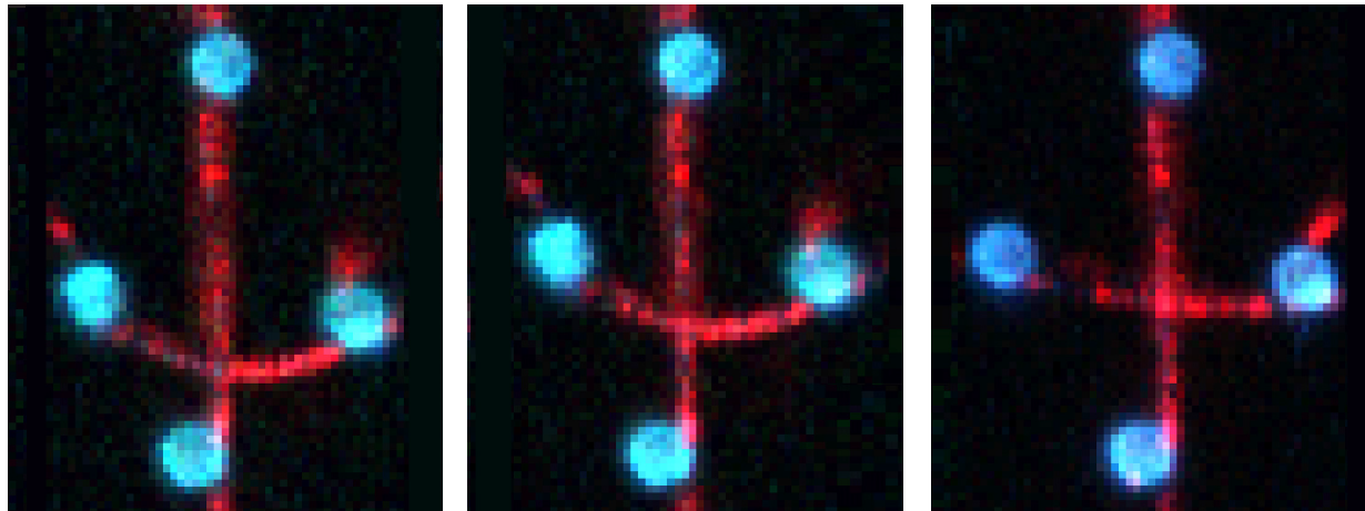 microtubule dragging quadruple optical tweezers fluorescence microscopy microfluidics