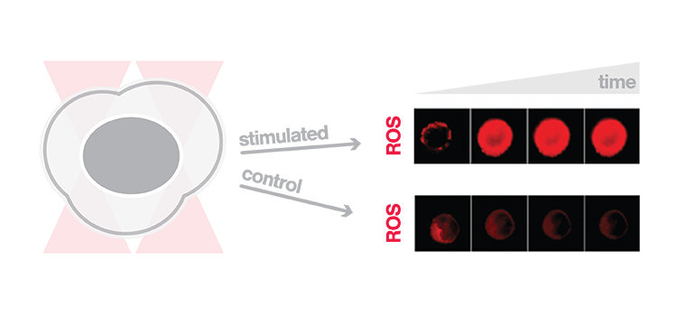ROS activation in macrophages optical tweezers fluorescence microscopy