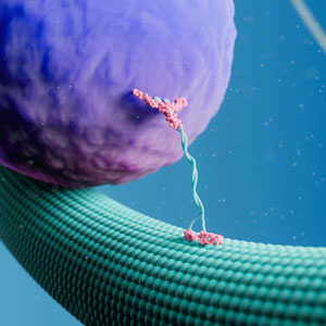 Cytoskeletal structure & transport with dynamic single-molecule analysis
