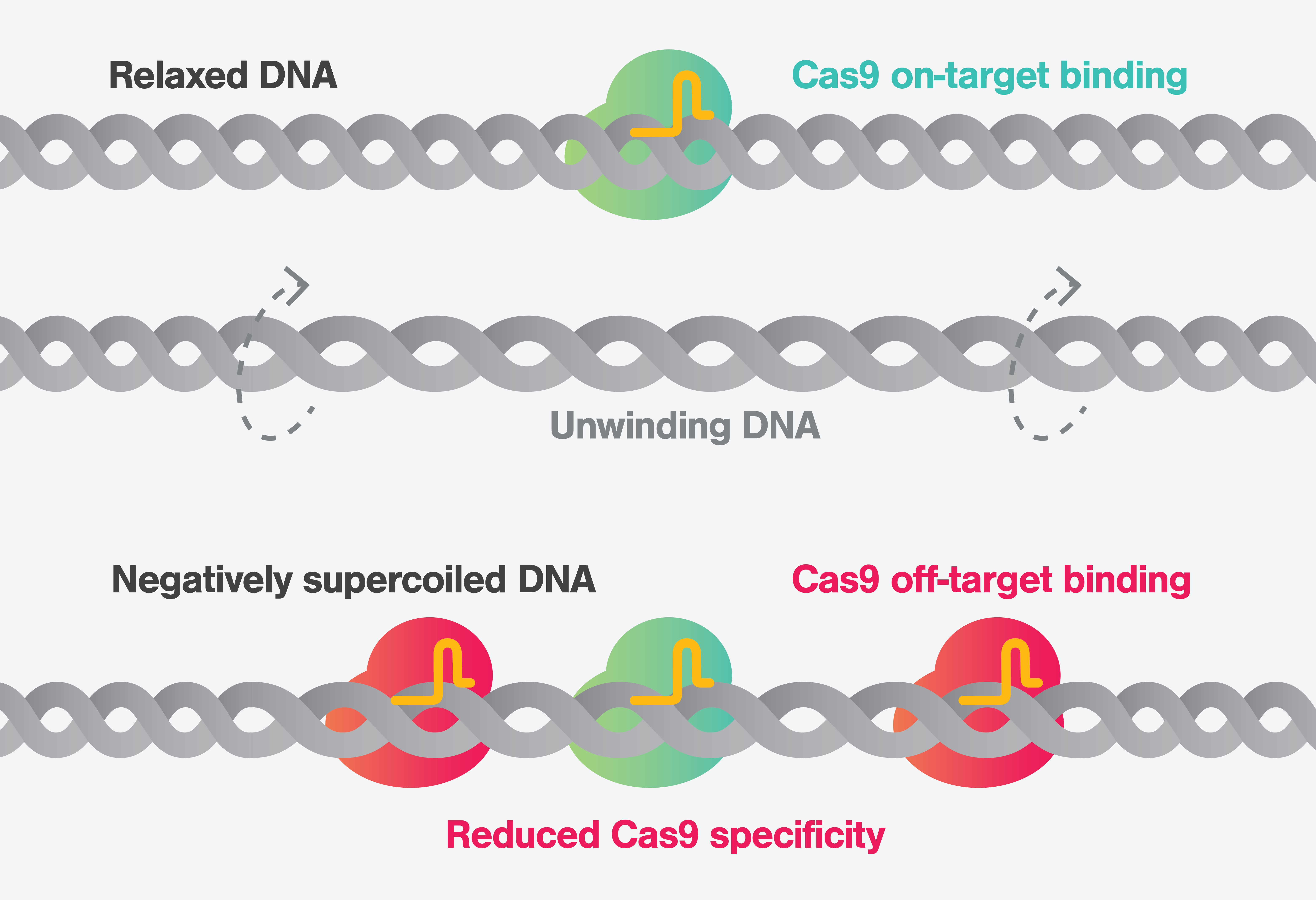 Negative supercoiled