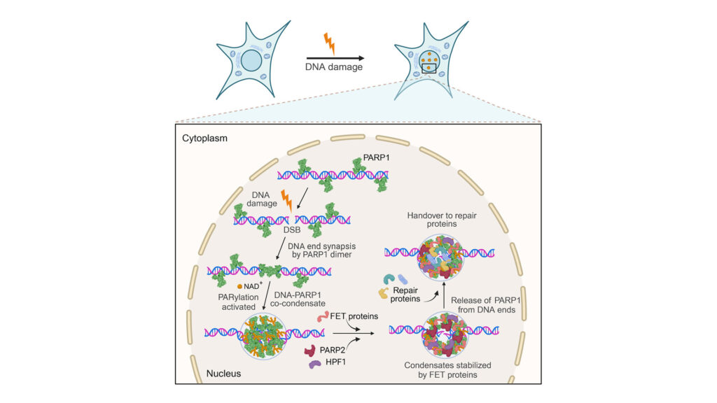DNA repair pathwya via PARP1-DNA co-condensation